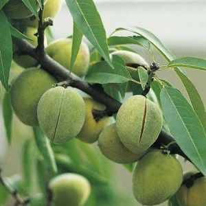 sweet-almond-mandaline-300x300