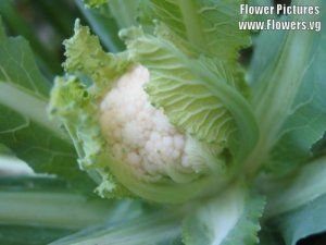 cauliflower