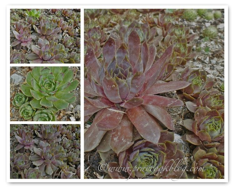 Dessert of the Week – Lemon Icebox Pie