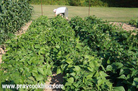The Chief and his Garden