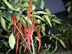 cayenne peppers