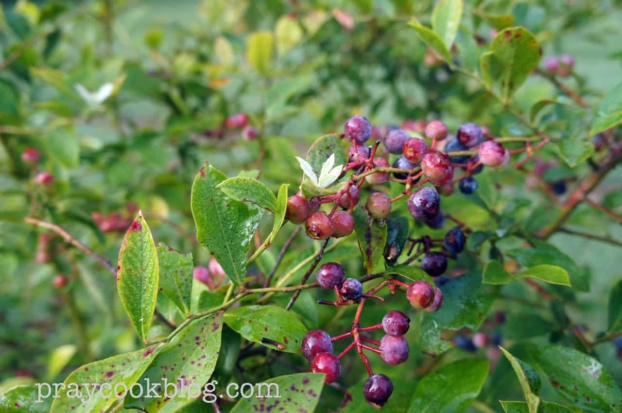 Lessons From The Blueberry Bush