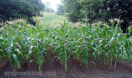 Corn July 22
