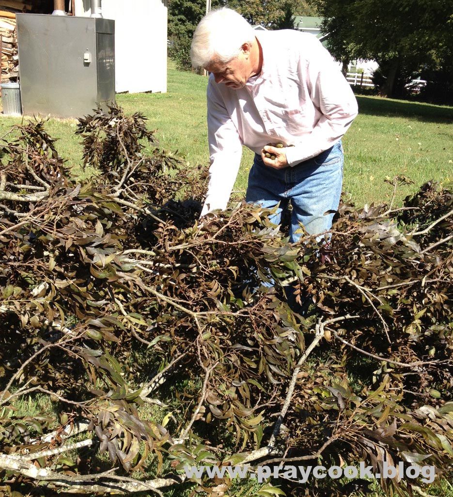 Pecans From the Tree To The Table!