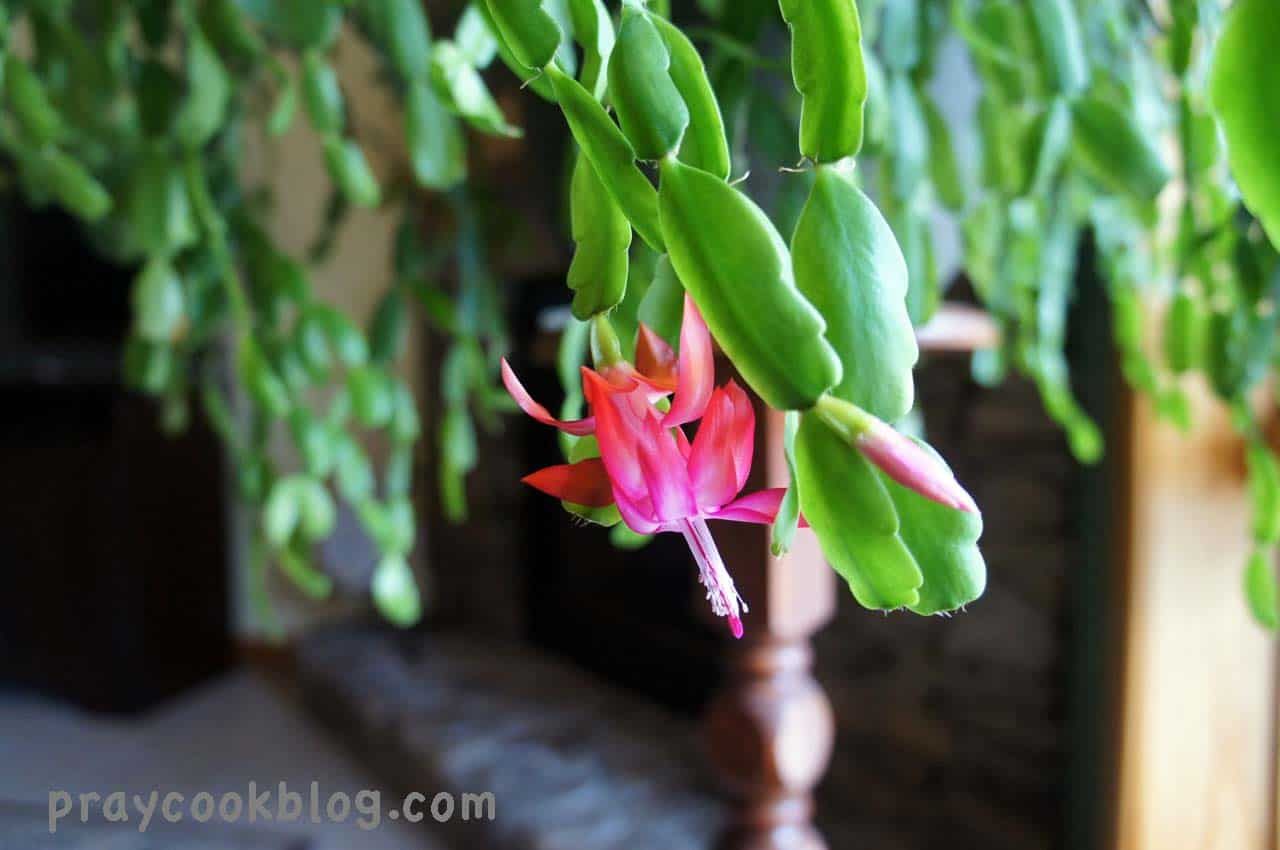 The Power of Pruning