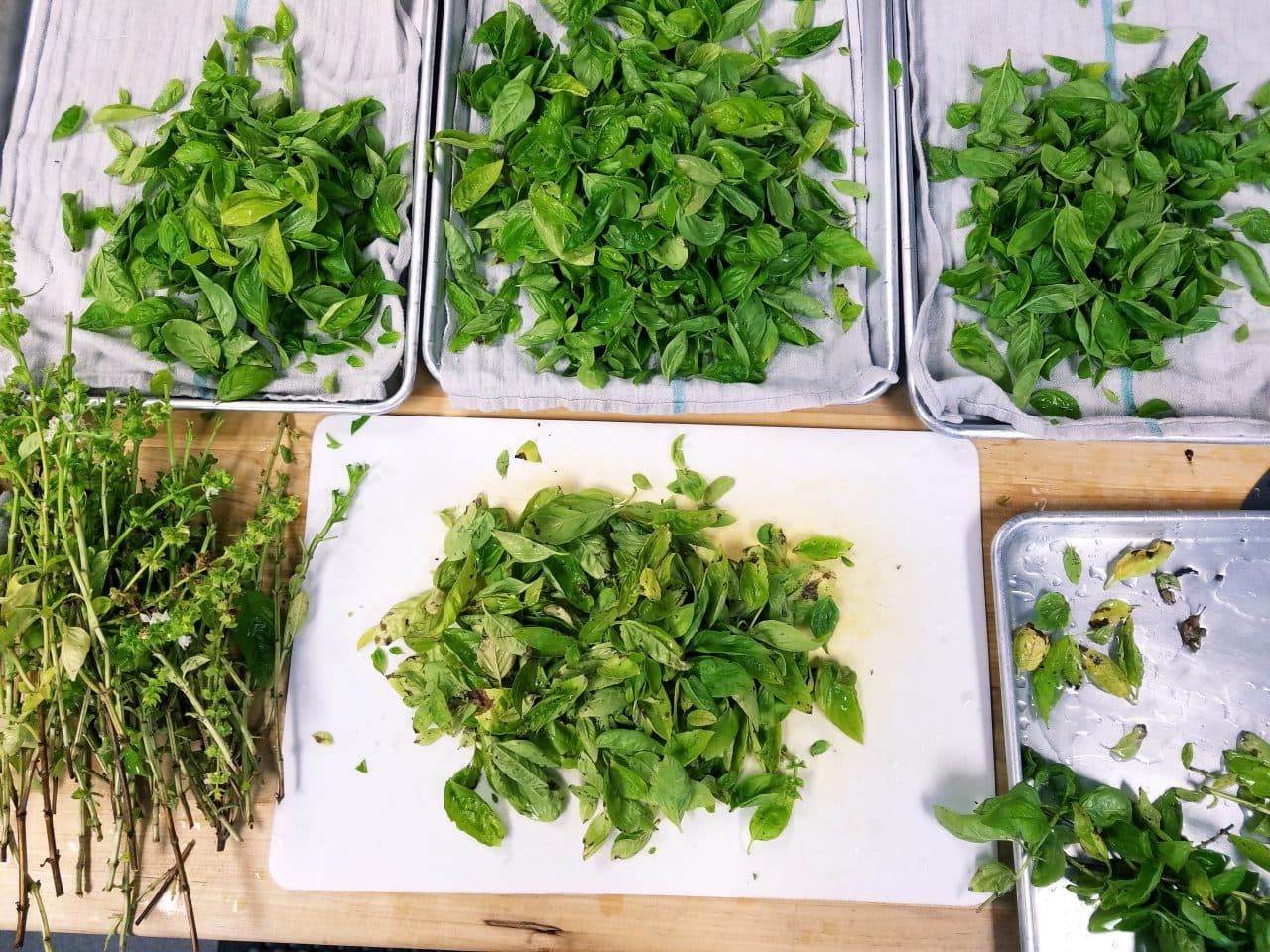 Parmesan Baked Tomatoes